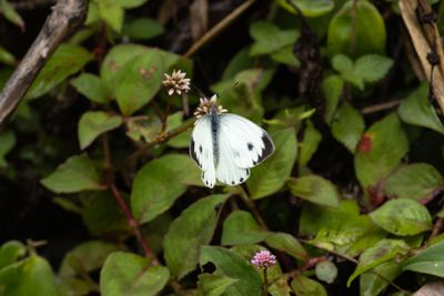 Pieris canidia-5816.jpg
