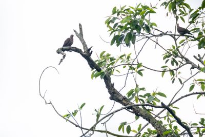 Pigeon-6537.jpg