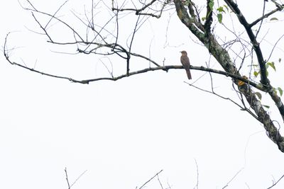 Plaintive Cuckoo-6547.jpg