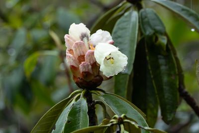 Rhododendron falconeri-5363.jpg