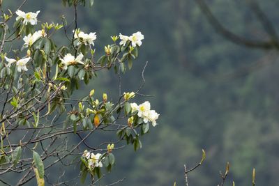 Rhododendron lindleyi-5947.jpg