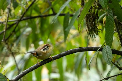 Ruf winged Fulvetta-6057.jpg