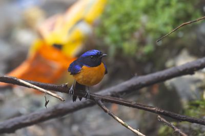 Rufous-bellied Niltava-5195.jpg