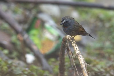 Rufous-gorgeted Flycatcher-5099.jpg