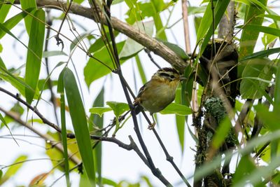 Rufous-w Fulvetta-6029.jpg