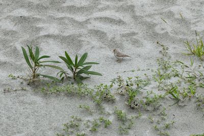 Sand Lark-4994.jpg