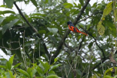 Scarlet Minivet-6566.jpg