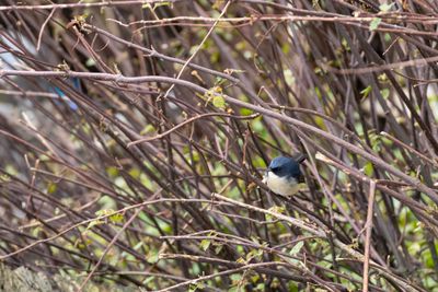 Slaty-blue Flycatche-6012.jpg