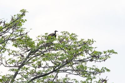 Slender-billed Vulture-5041.jpg