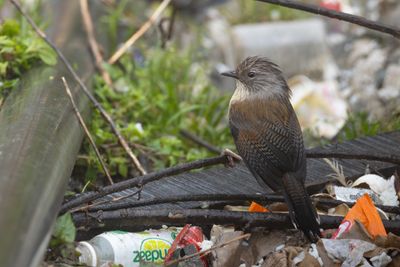 Streak-throated Barwing-5280.jpg
