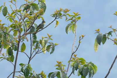 Striated Bulbul-6093.jpg