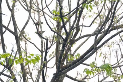 Thick-billed Green Pigeon-4954.jpg