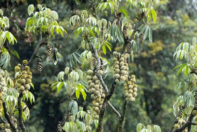 Tree sp-5421.jpg