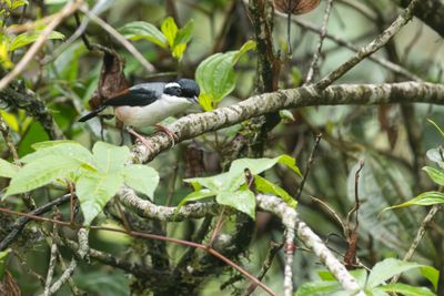 Wh-browed  Shrike-babbler-6261.jpg