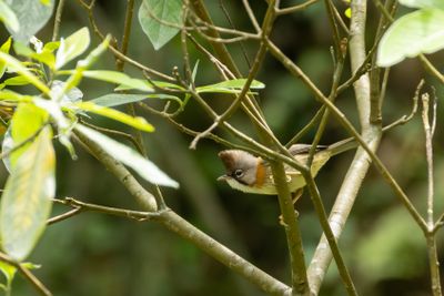 Whiskered Yuhina-5965.jpg