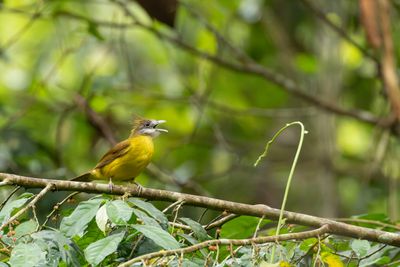 White-throated Bulbul-4885.jpg