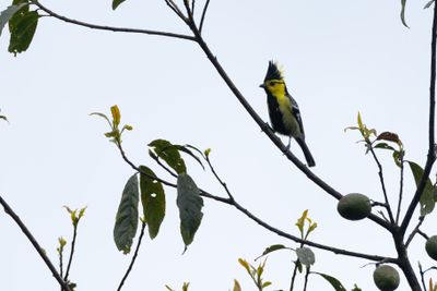 Yellow-cheeked Tit-5926.jpg