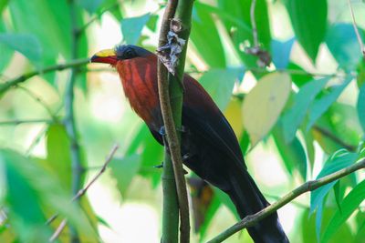 Cuckoos