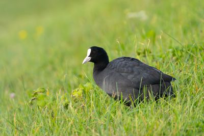 Rails, Crakes & Coots