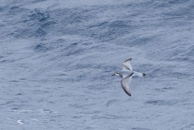 another salvion-.jpg