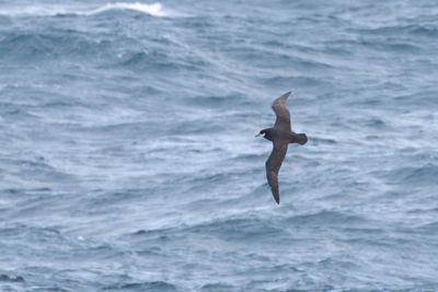 Wh chinned petrel-.jpg