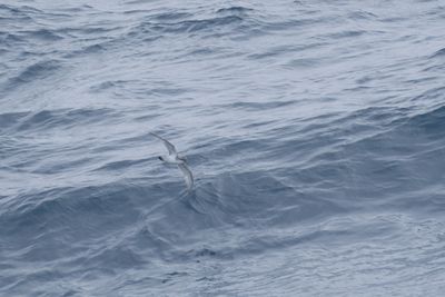 Broad-billed Prion (Pachyptila vittata) ?