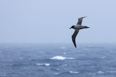 Light-mantled Albatross (Phoebetria palpebrata)