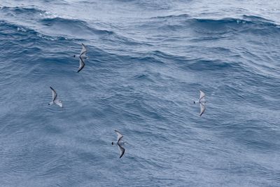 Salvin's Prion (Pachyptila salvini)