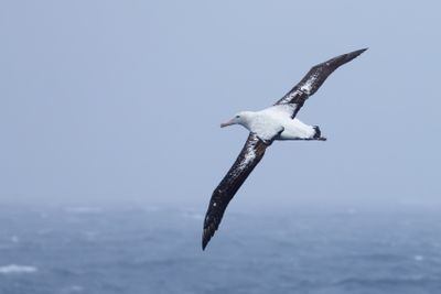 Snowy Albatross (Diomedea exulans)
