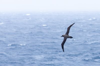Sooty Albatross (Phoebetria fusca)