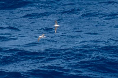 White-headed Petrel (Pterodroma lessonii) and Soft-plumaged Petrel (Pterodroma mollis)