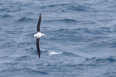 Prince Edward Islands