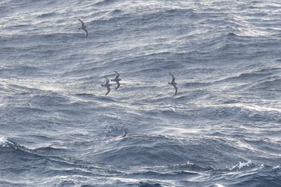 Salvin's Prion (Pachyptila salvini)