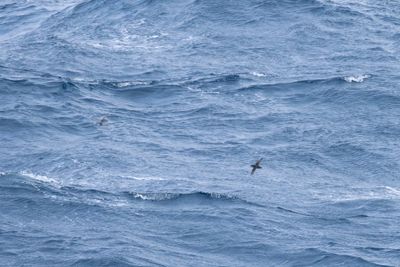 Common Diving Petrel (Pelecanoides urinatrix)