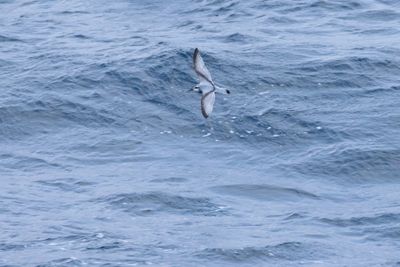 Salvin's Prion (Pachyptila salvini)