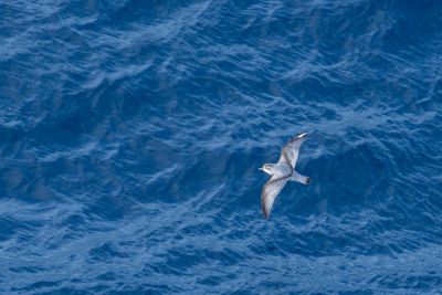 Salvin's Prion (Pachyptila salvini)