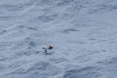 Prince Edward Islands