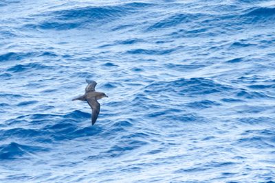 Great-winged Petrel (Pterodroma macroptera)