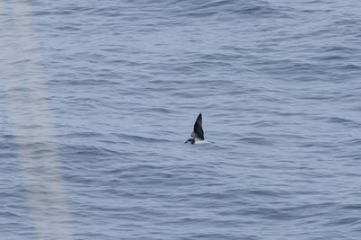 Soft-plumaged Petrel (Pterodroma mollis)