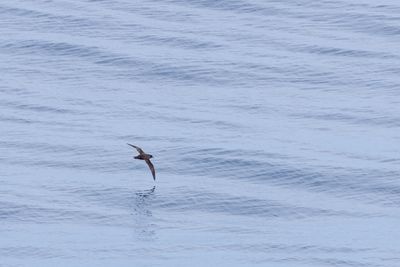 Great-winged Petrel (Pterodroma macroptera)