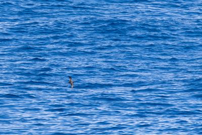 Great-winged Petrel (Pterodroma macroptera)