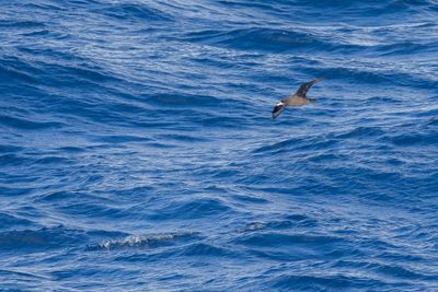 Petrels, Shearwaters, Diving Petrels