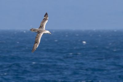Prince Edward Islands