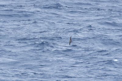 Cory's Shearwater (Calonectris borealis)