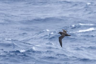 Petrels, Shearwaters, Diving Petrels