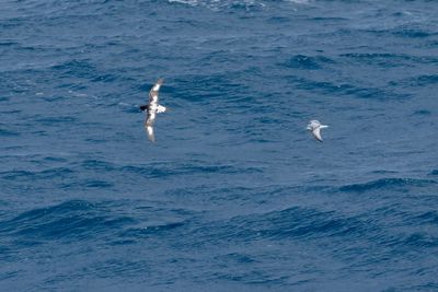 Petrels, Shearwaters, Diving Petrels