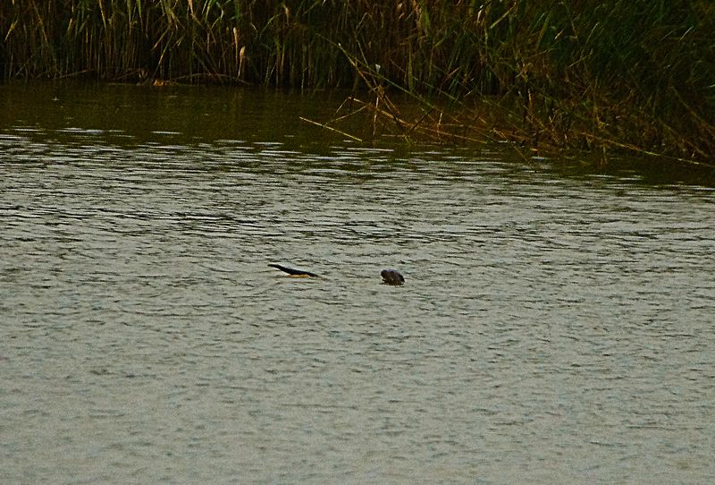 OTTER . BOWLING GREEN MARSH . TOPSHAM . DEVON . 1 / 11 / 2022