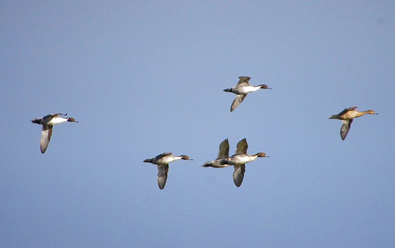 NORTHERN PINTAIL . BOWLING GREEN MARSH . TOPSHAM . DEVON . 1 / 11 / 2022
