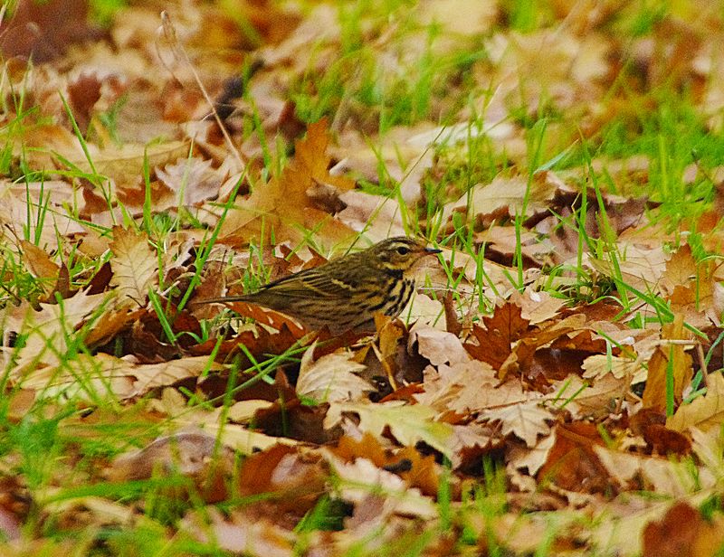 OLIVE-BACKED PIPIT ( Anthus hodgsoni ) . PHEAR PARK . EXMOUTH . 13 / 12 / 2022