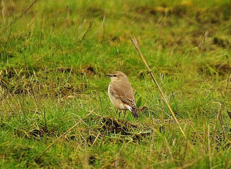 ISABELLINE WHEATEAR . COLYFORD COMMON . DEVON . 4 / 1 / 23